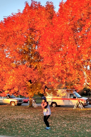 pretty trees